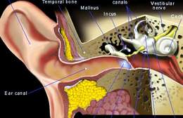 Biểu hiện và hướng điều trị bệnh viêm vành tai và ống tai ngoài